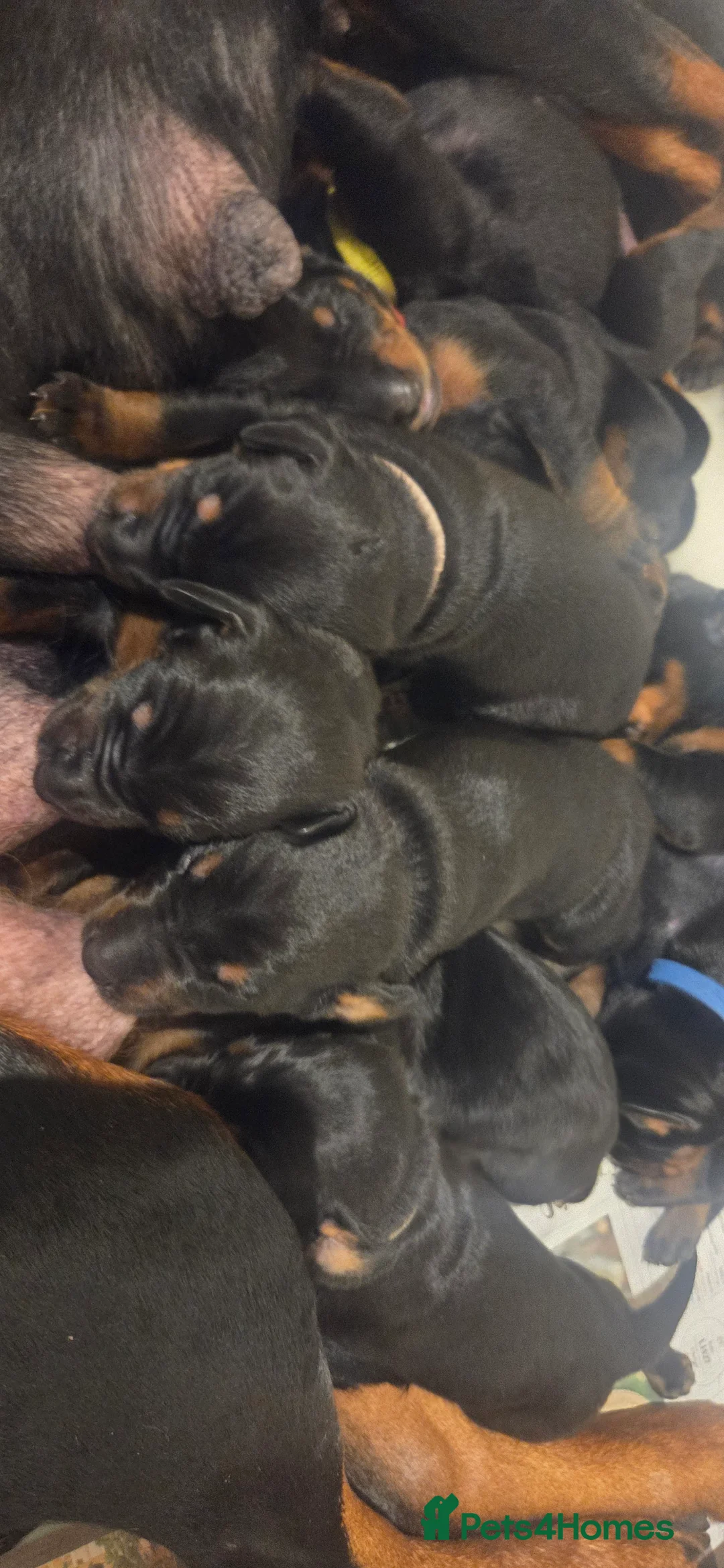 Dobermann dogs for sale: Dobermann puppies  - Advert 4