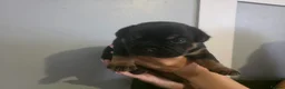 Mixed Breed dogs for sale: 2 beautiful British bulldog cross pups  - Advert 8