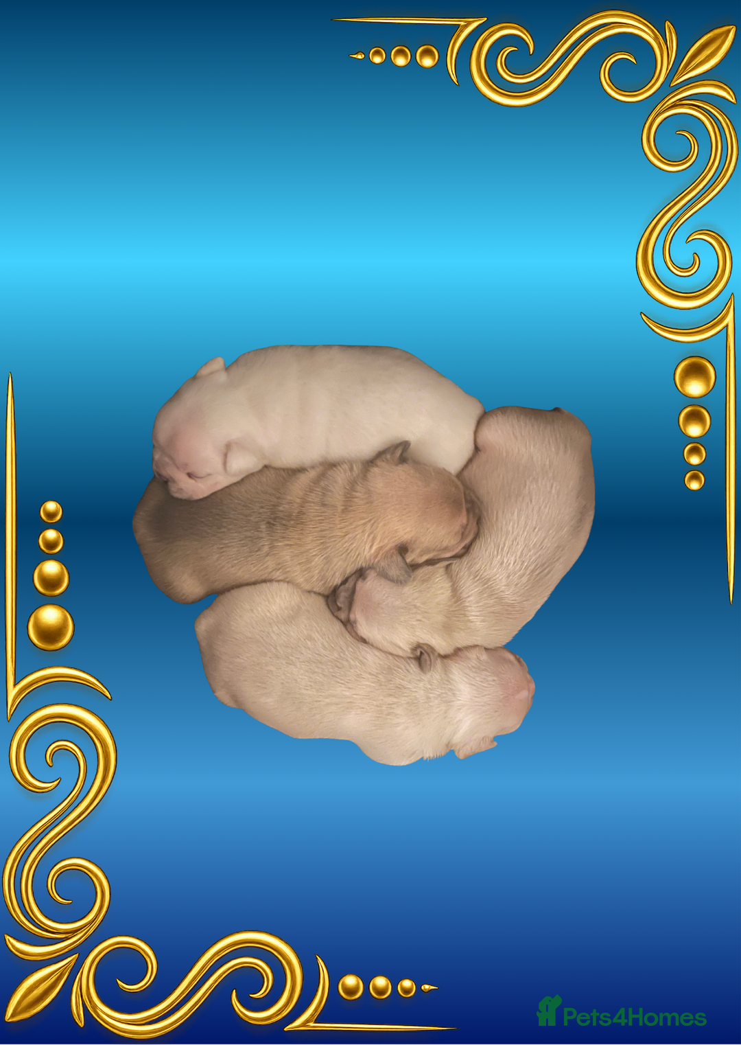 French Bulldog dogs for sale: Born Of Zeus Of Thunder - Advert 4