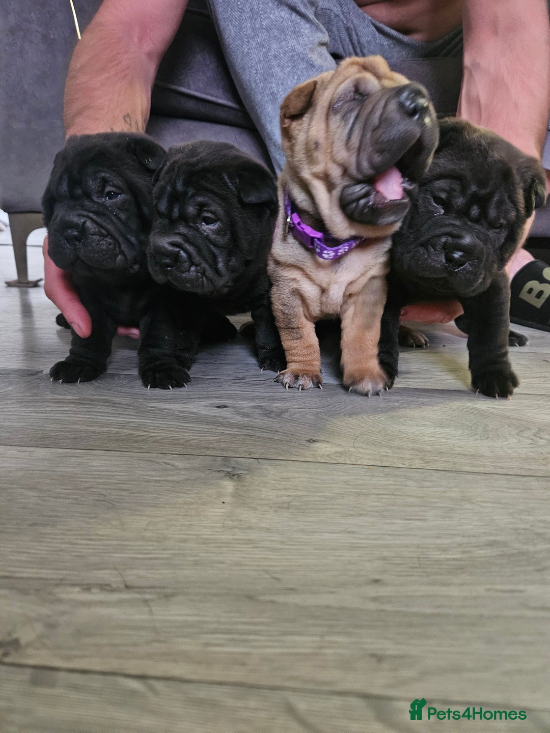 Shar Pei dogs for sale: Shar pei puppies  - Image 3