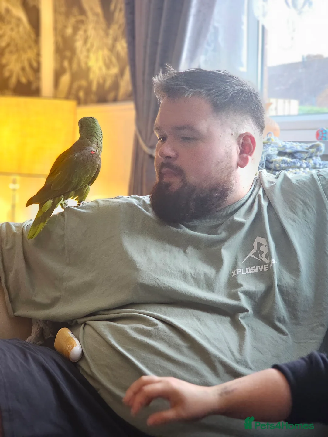 Parrots birds for sale: Yellow head amazon - Advert 4