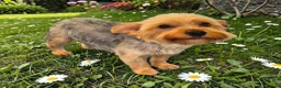 Yorkshire Terrier dogs for sale: YORKSHIRE TERRIER BOY PUPPIES READY NOW in Southampton - Advert 23