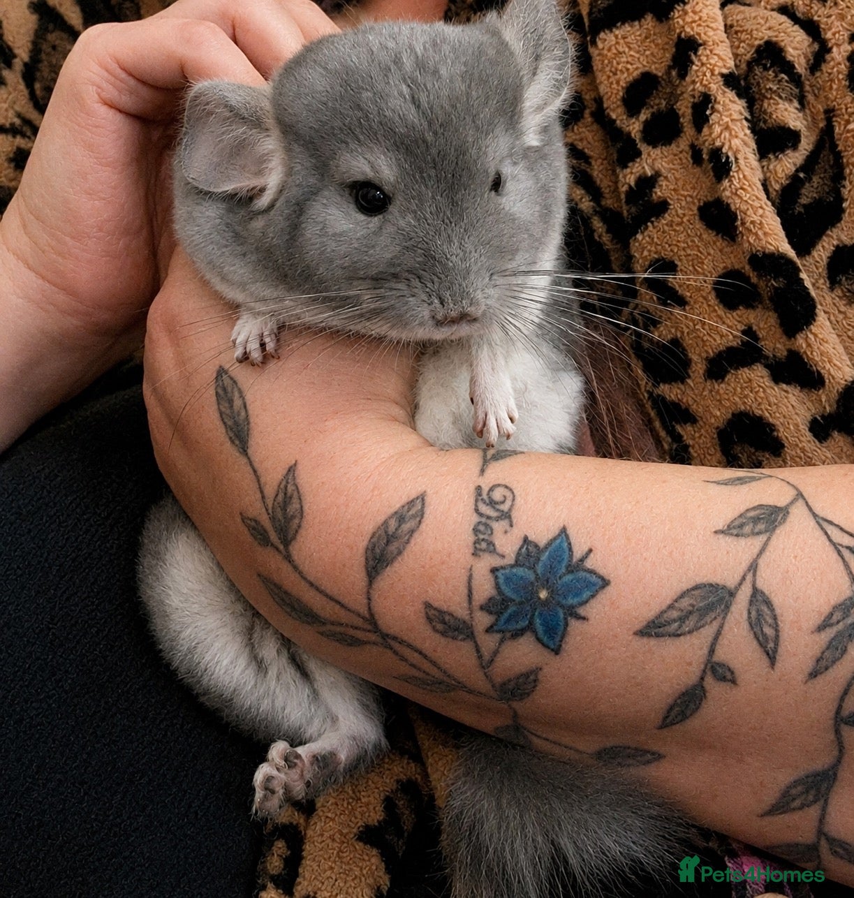 Parakeets birds Chinchilla Violet 8-months old Female - Advert 11