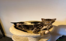 British Shorthair cats for sale: • Adorable Kittens Ready to Melt Your Heart - Advert 5