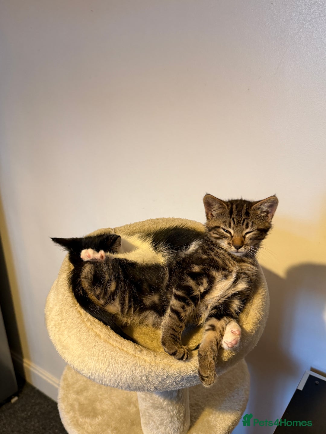 British Shorthair cats for sale: • Adorable Kittens Ready to Melt Your Heart - Advert 5