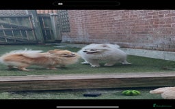 Mixed Breed dogs for sale: 2male pomranian puppies  - Image 5