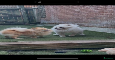 Mixed Breed dogs - Advert 5
