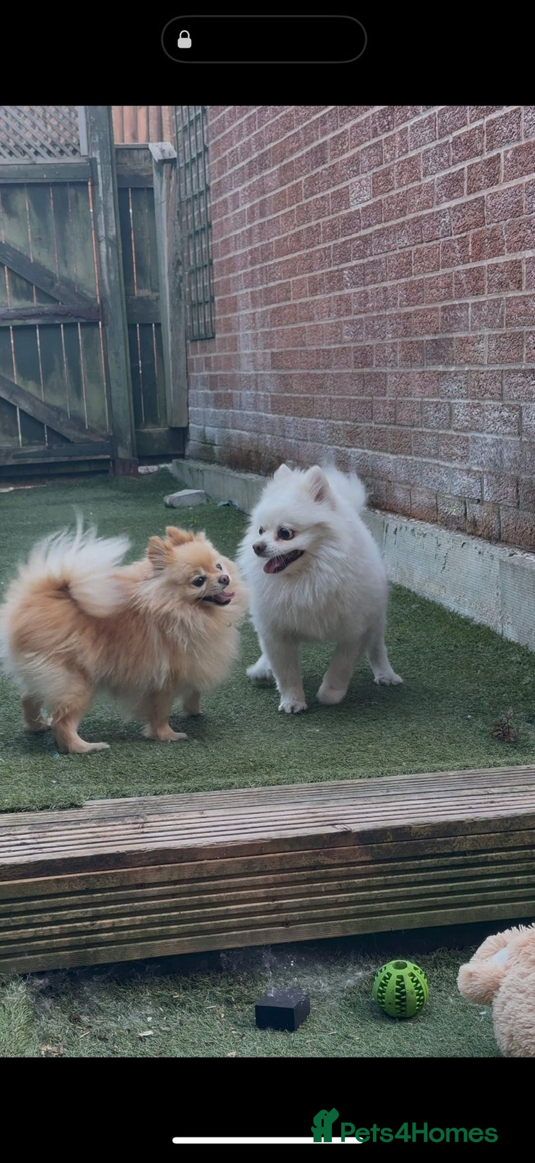 Mixed Breed dogs for sale: 2male pomranian puppies  - Image 5