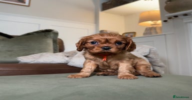 Cavalier King Charles Spaniel dogs - Advert 3