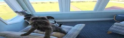 Miniature Schnauzer dogs for sale: Waiting list for KC reg Miniature Schnauzer pups   - Advert 15