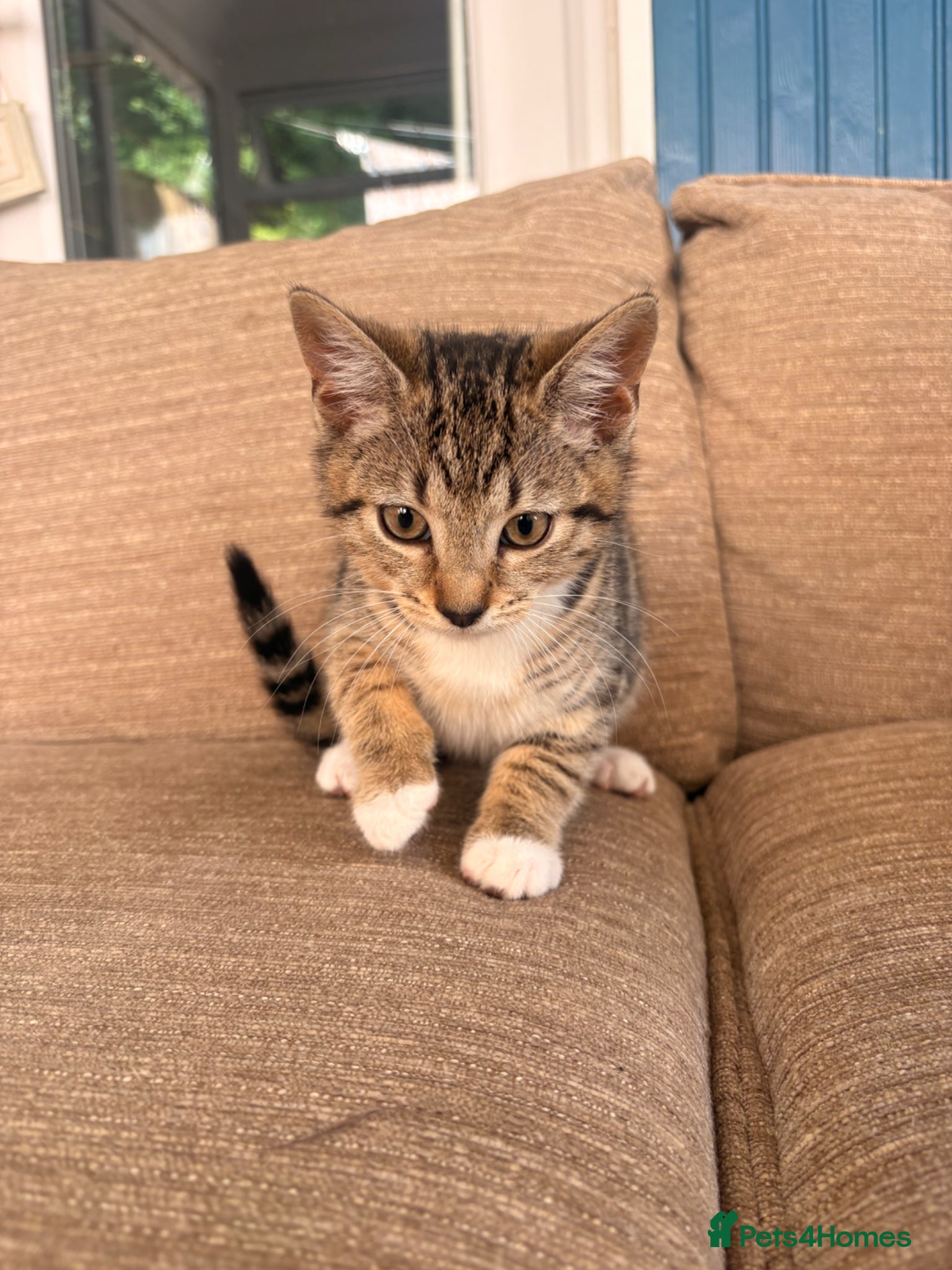 Mixed Breed cats Tabby girl kitten - Advert 7