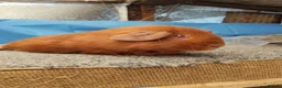 Guinea Pig rodents for sale: Pair of Guinea pigs - Advert 4