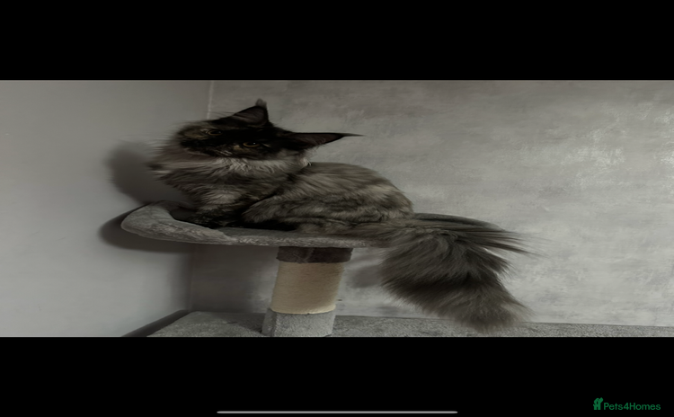 Maine Coon cats - Advert 9