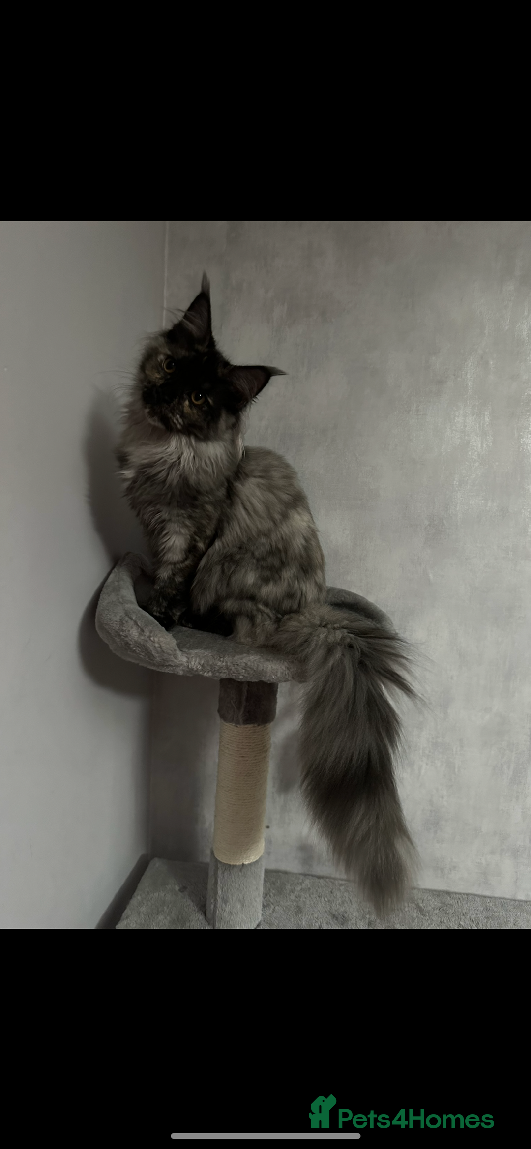 Maine Coon cats for sale: Beautiful Maine coon for sale  - Advert 1