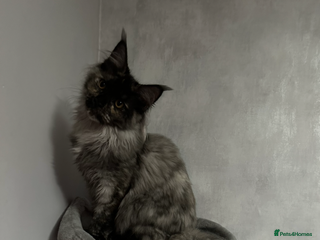 Maine Coon cats - Advert 36