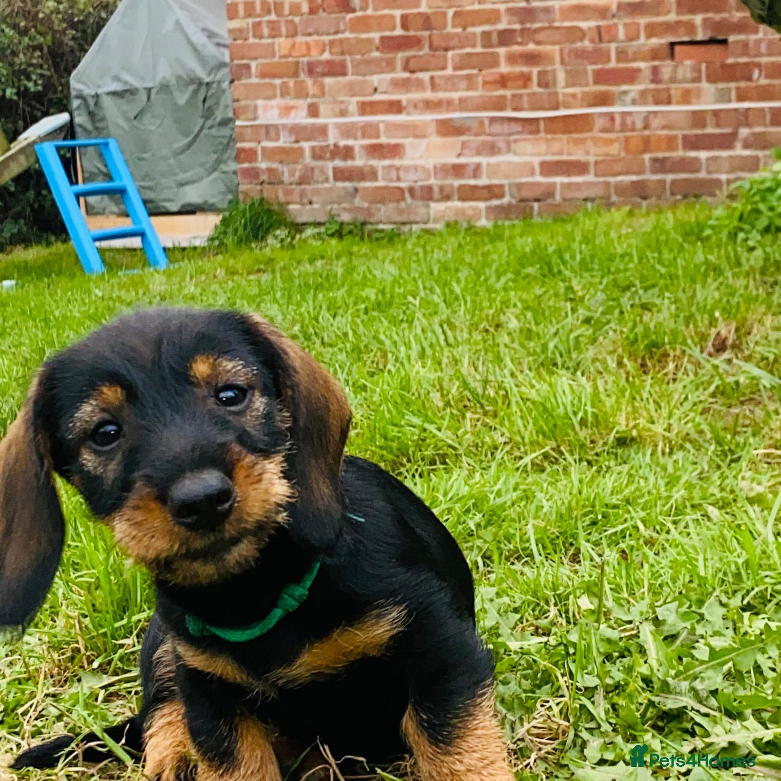 Dachshund dogs Wire haired Teckel puppies for sale  - Advert 2