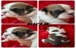 English Bulldog dogs for sale: KC Registered English Bulldog Puppies - Image 14