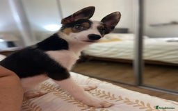 Border Collie dogs for sale: Border collies Dundee  - Image 14