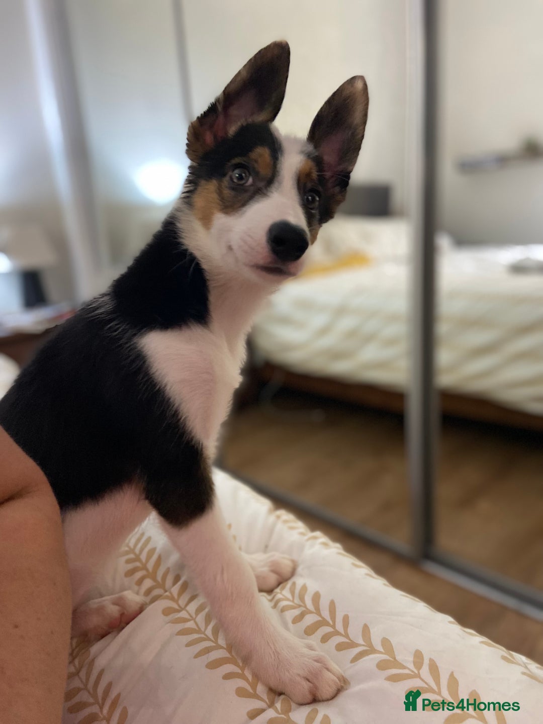 Border Collie dogs for sale: Border collies Dundee  - Image 14