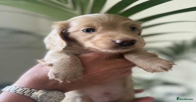 Miniature Dachshund dogs - Advert 12