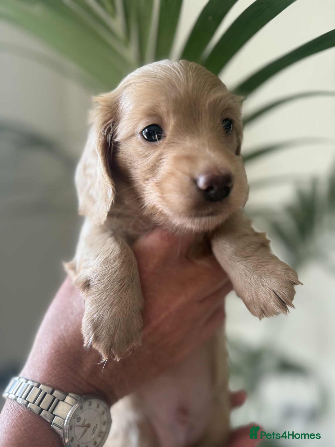Miniature Dachshund dogs for sale: Beautiful long haired cream mini dachshund puppies - Image 3