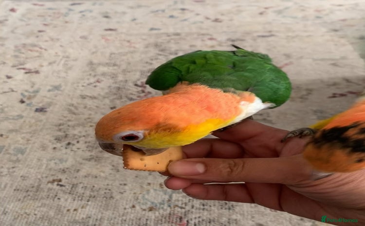 Parrots birds Tame bonded yellow thighed Caiques  - Advert 13