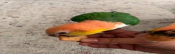 Parrots birds for sale: Tame bonded yellow thighed Caiques  - Advert 1