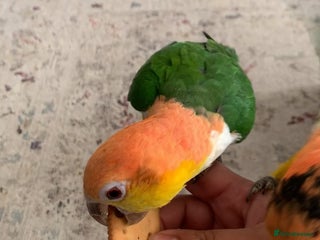 Parrots birds Tame bonded yellow thighed Caiques - Advert 13