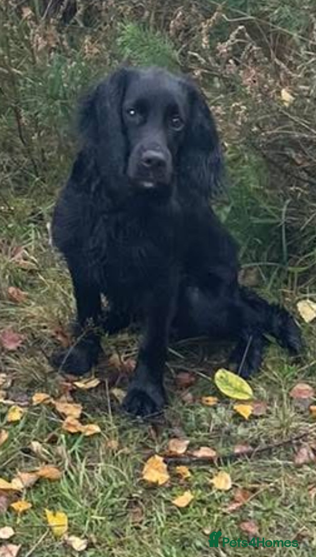 Cocker Spaniel dogs for sale: Part trained cocker spaniel - Advert 3