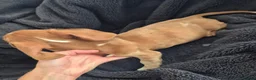 Miniature Dachshund dogs for sale: LAST 3x Dachshund boys ready NOW fully vacs - Advert 7