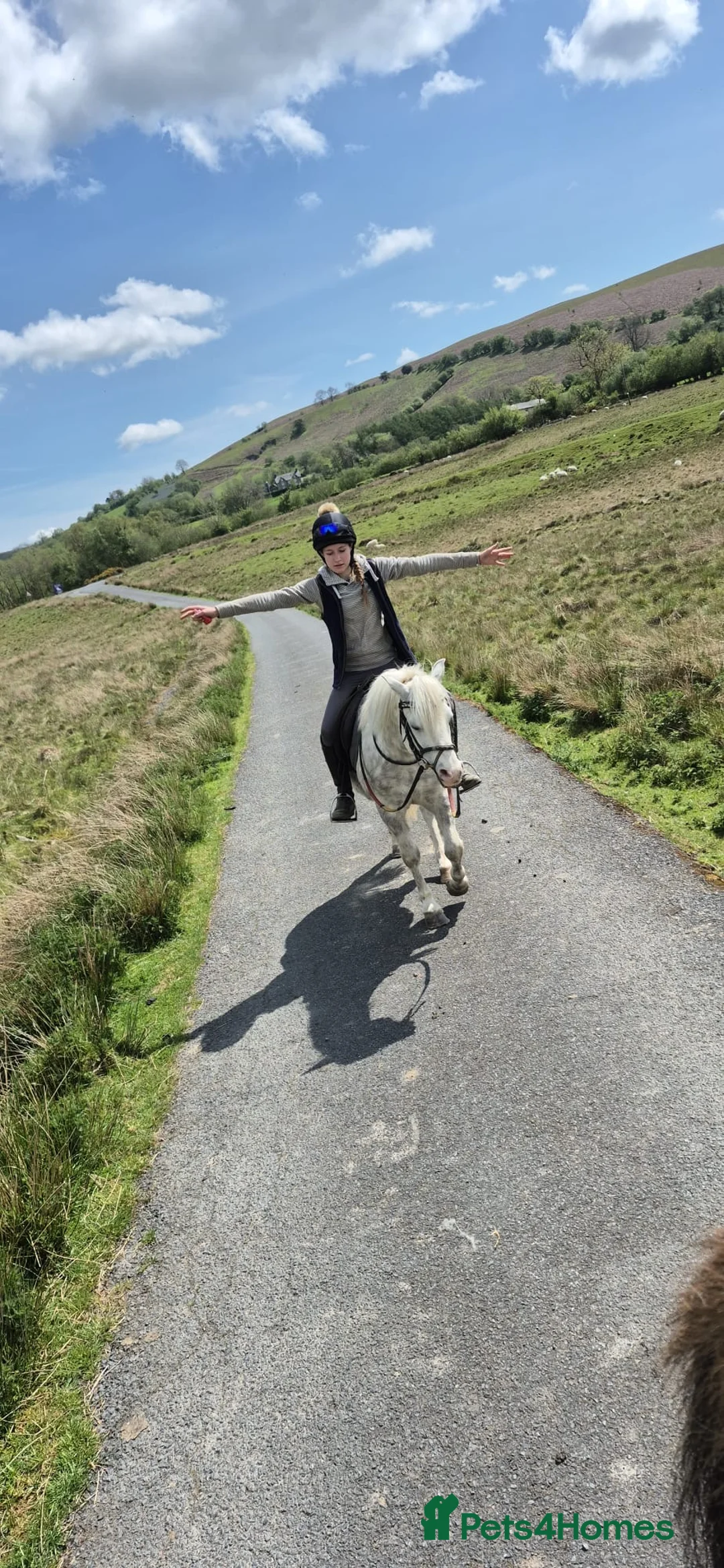 Welsh Section A horses for sale: Gorgeous Welsh A Part Bred in Llandrindod Wells - Advert 2