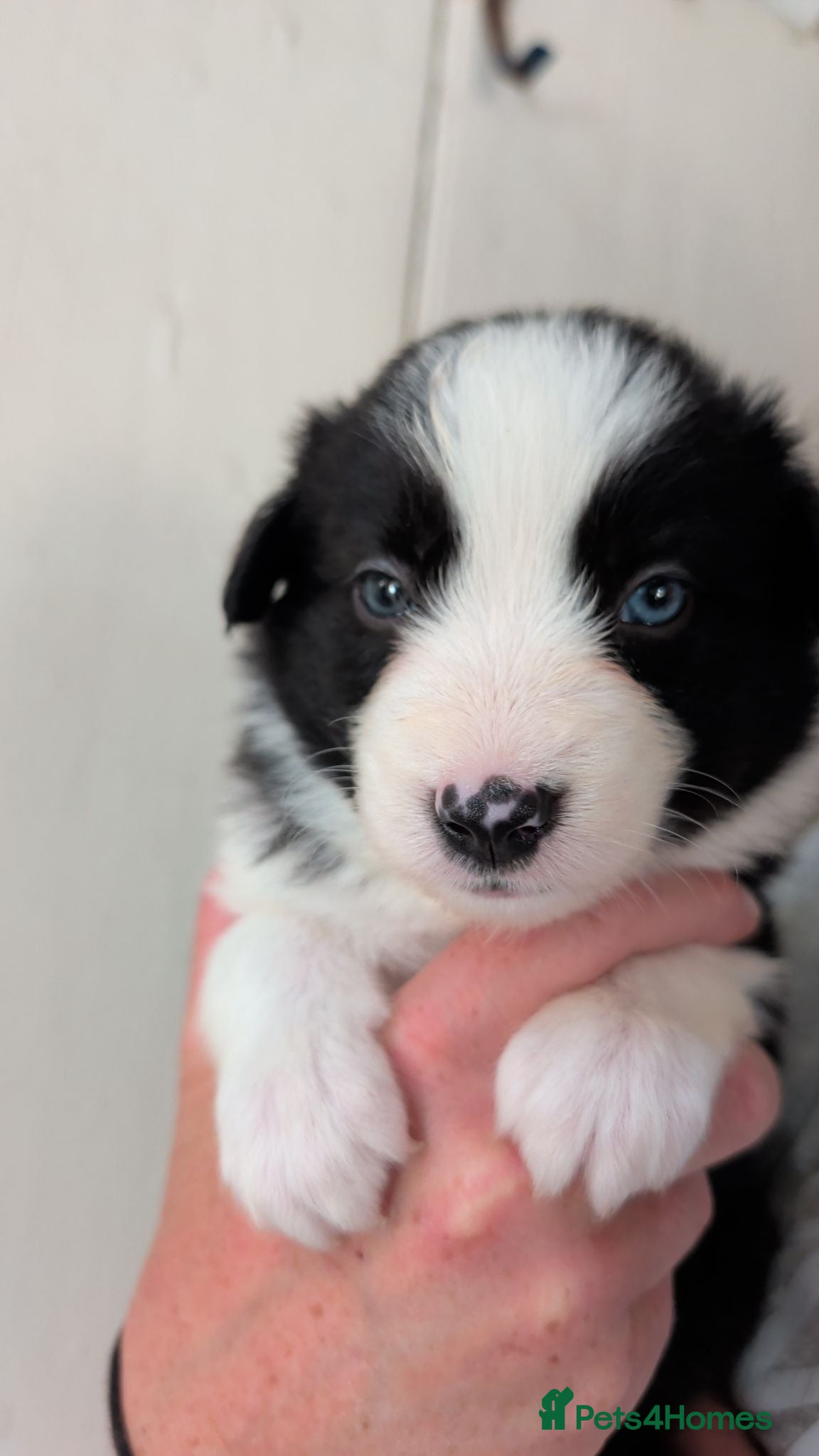 Border Collie dogs Traditional border collie pups. 2 boys available - Advert 2