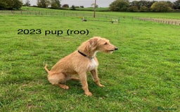 Mixed Breed dogs for sale: lurcher x Vizsla  - Image 18
