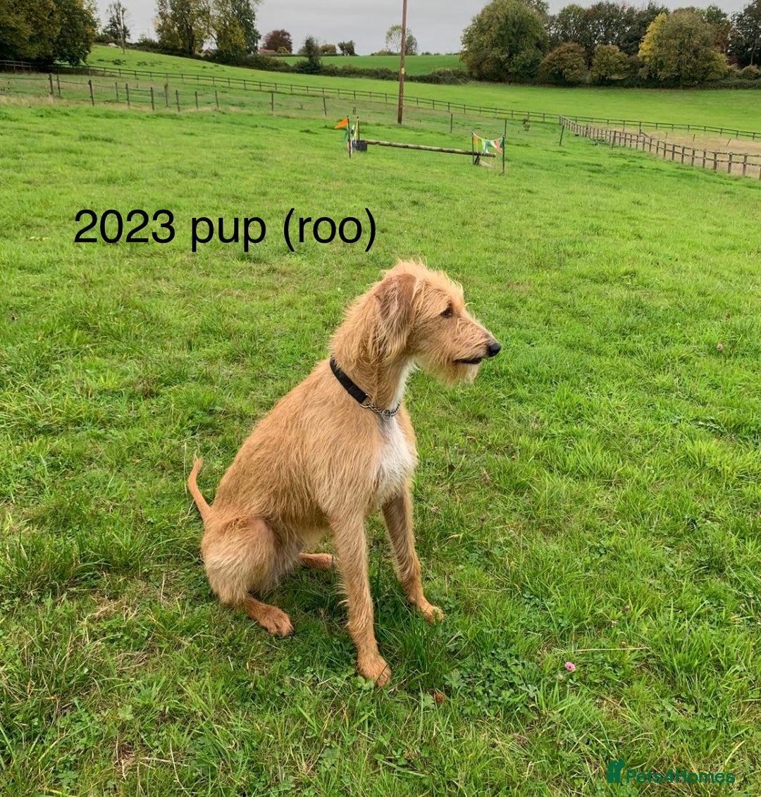 Mixed Breed dogs for sale: lurcher x Vizsla  - Image 18