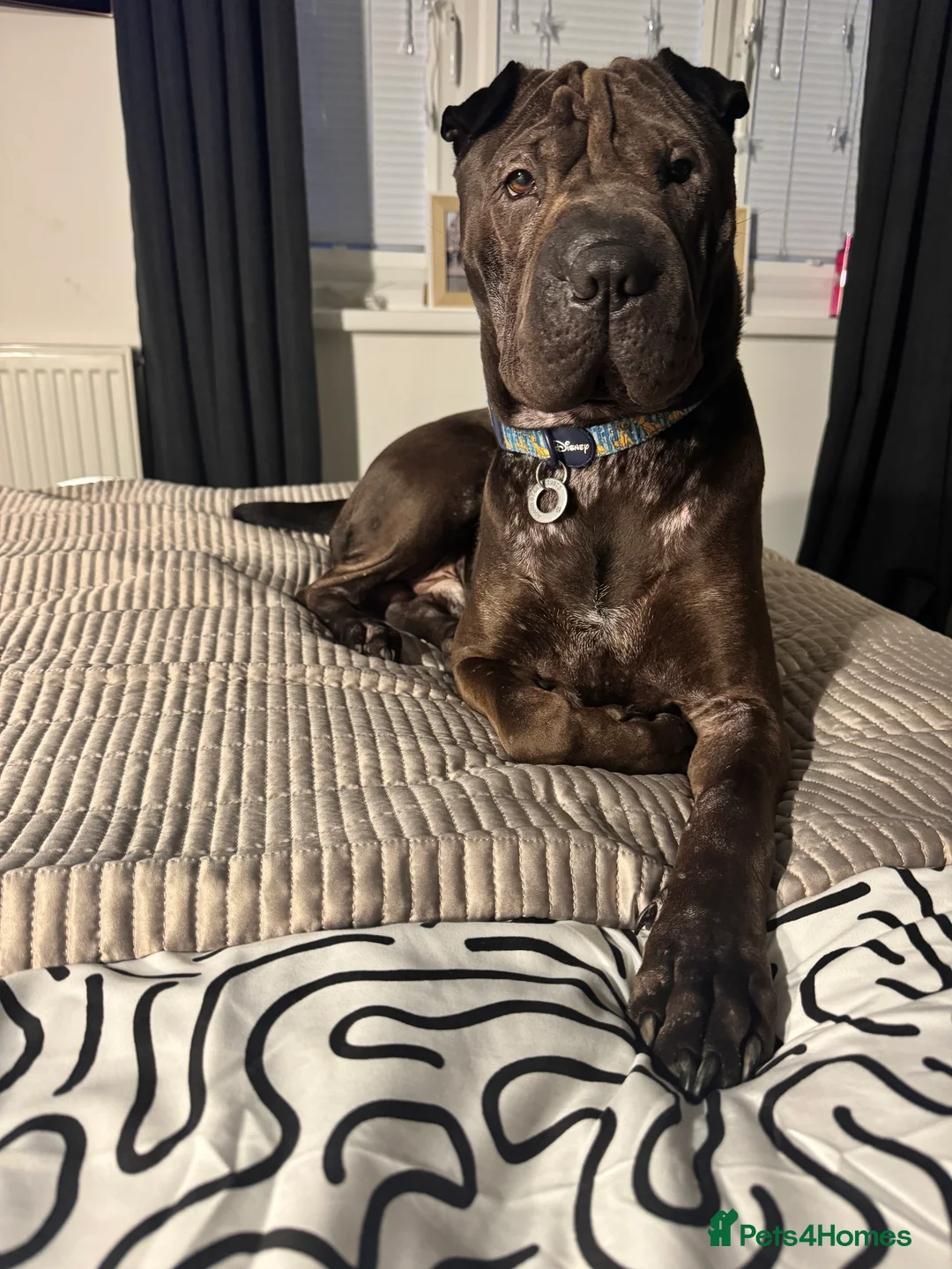 Shar Pei dogs for sale: Male shar pei  - Advert 3