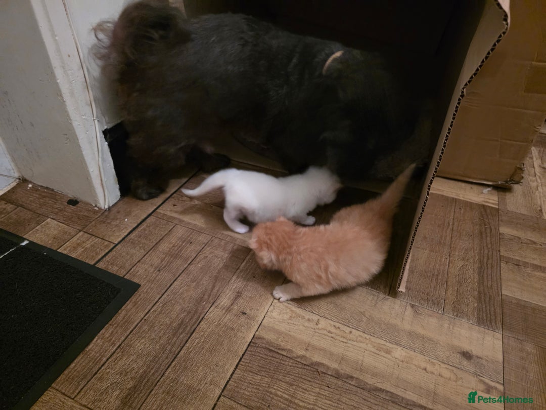 Ragcoon cats for sale: Ragcoon  - Image 3
