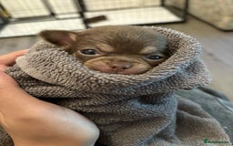 Chihuahua dogs for sale: Chihuahua fór sale Also puppies fór sale 1month1dy - Image 1