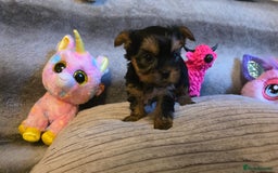 Yorkshire Terrier dogs for sale: Miniature Pedigree Yorkshire Terrier Puppies - Image 17