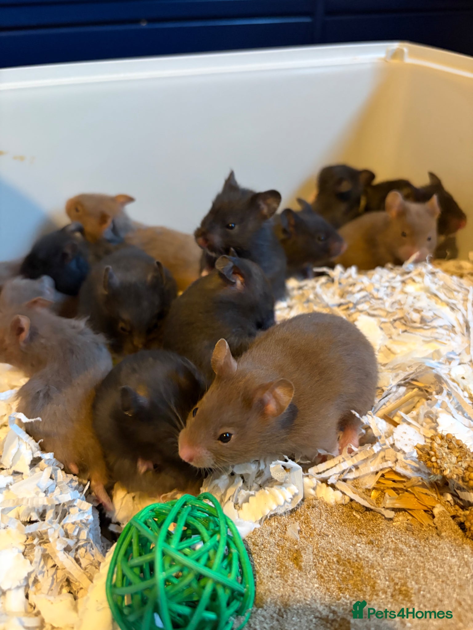 Hamster rodents Syrian Hamster Pups / Babies Black Brown  - Advert 9