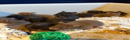 Hamster rodents for sale: Syrian Hamster Pups Babies Black Brown  - Advert 10