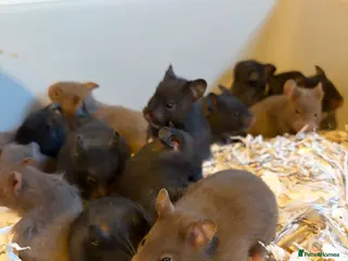Hamster rodents Syrian Hamster Pups / Babies Black Brown - Advert 9