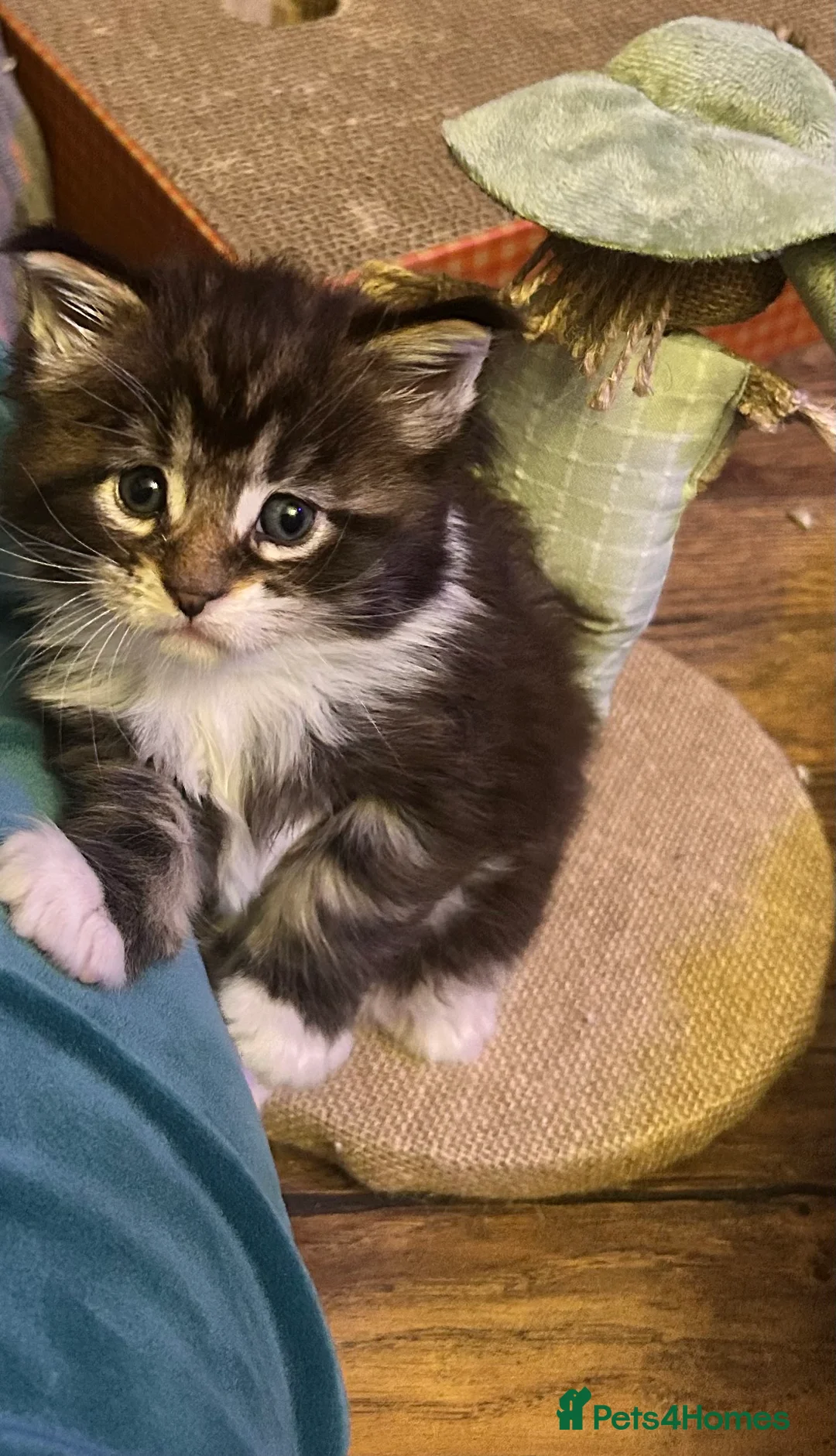 Maine Coon cats for sale: Last  2 Mainecoons kittens. left both boys  - Advert 16