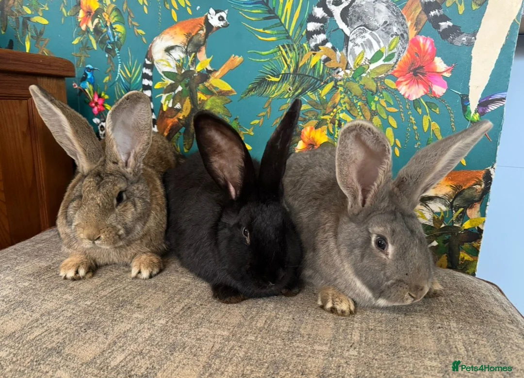 Continental Giant rabbits for sale: Giant Continentals ready to leave in Llanelli - Advert 5