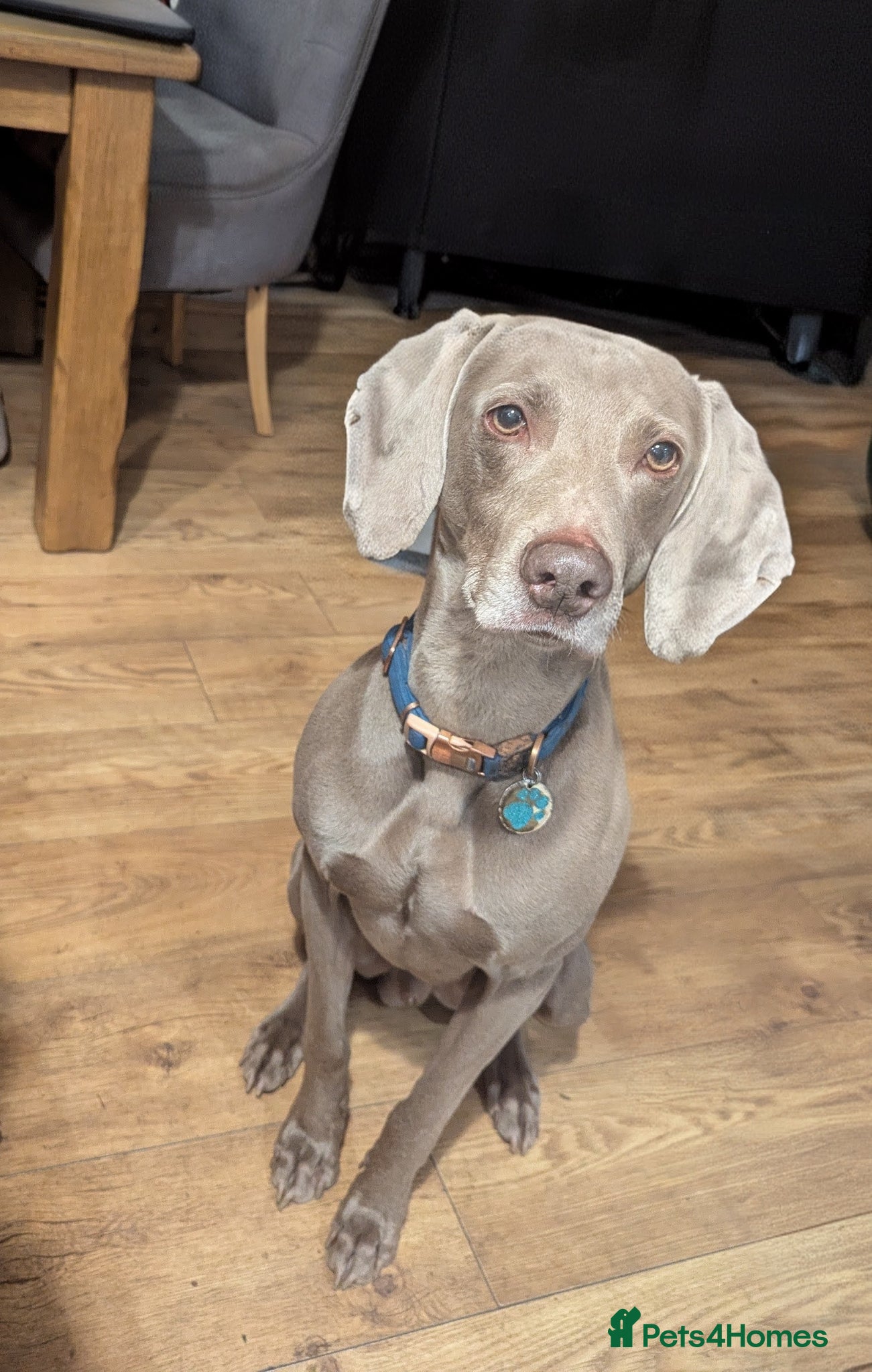 Weimaraner dogs kc reg - 100% proved exceptional weimaramer stud - Advert 7