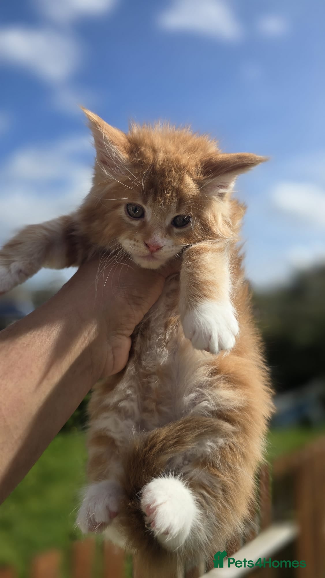 Maine Coon cats Pedigree maine coon kitten - Advert 3