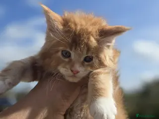 Maine Coon cats Pedigree maine coon kitten - Advert 5