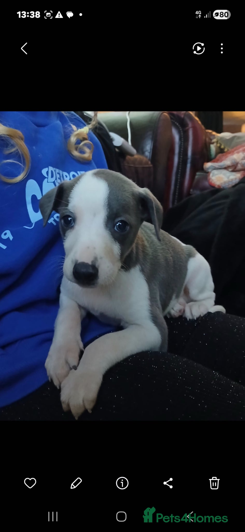 Whippet dogs Whippet pups - Advert 1