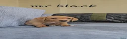 Labrador Retriever dogs for sale: Precious KC Reg Labrador Puppies Yellow/Fox Red - Advert 2
