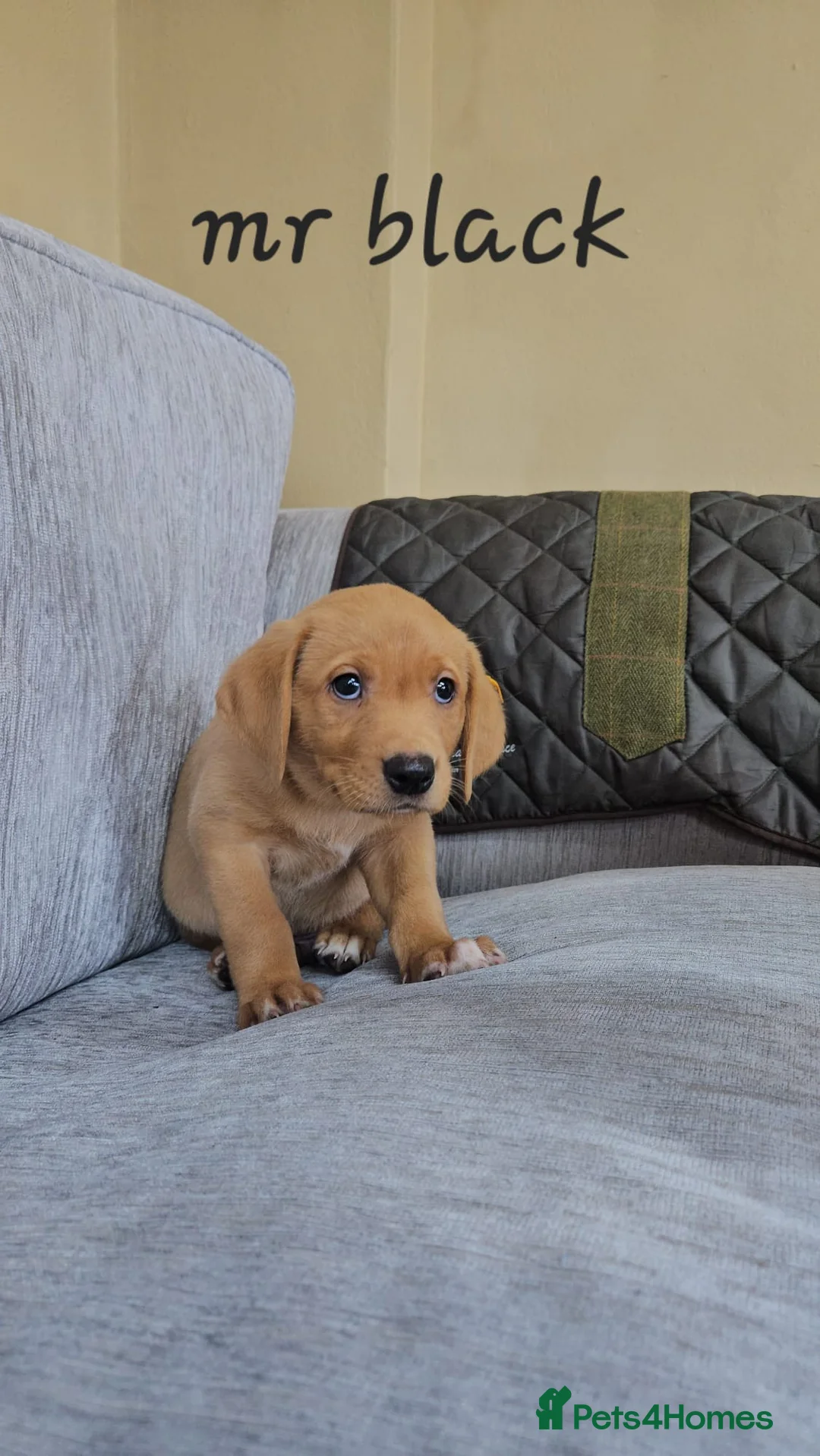 Labrador Retriever dogs for sale: Precious KC Reg Labrador Puppies Yellow/Fox Red - Advert 2