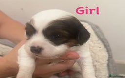 Jackapoo dogs for sale: Cavapoo x jack Russell puppies  - Image 3